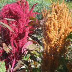 Amaranthus