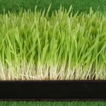 barley grass